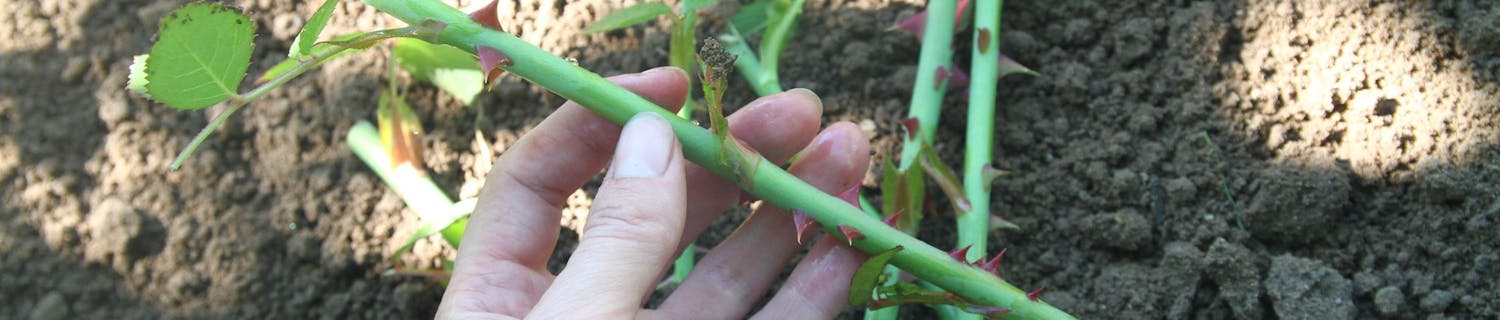 pistokkaat ruusuista pistokkaat ruusuista